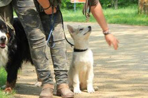 Education canine  chiot bois